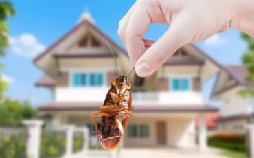 media-desinsectisation-deroule