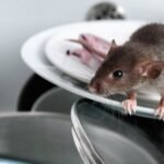 Infestation de souris : signes, dangers et solutions – Guide SmartKill